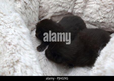 7 Days Old Black Kittens Sleeping in Fleece Lined Bed Stock Photo