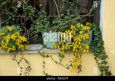 Plants in pots in a window Stock Photo