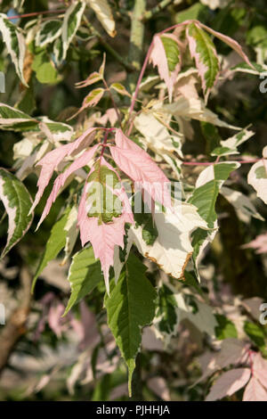 Variegated leaves of Acer negundo 'Flamingo' Stock Photo