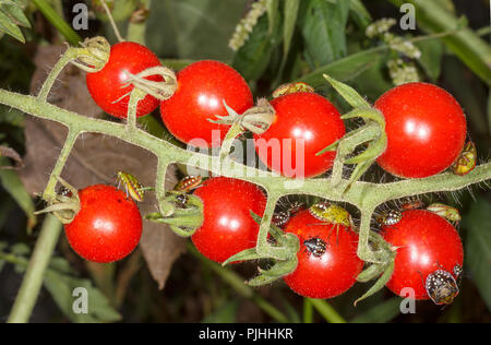 beetles are pests of ripe red tomatoes Stock Photo