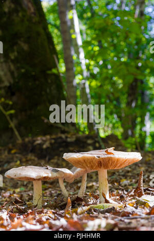 Forest Mushrooms On A Sunny Clearing Among The Fallen Leaves On Natural Background In Natural Habitat Close Up Stock Photo