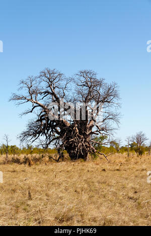 Boab Tree ( Adansonia digitata ), Kimberley, Northwest Australia Stock Photo