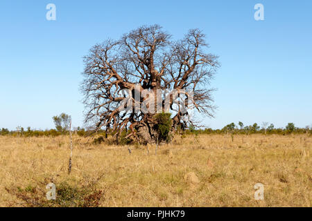 Boab Tree ( Adansonia digitata ), Kimberley, Northwest Australia Stock Photo