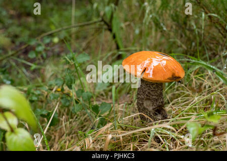 Orange birch bolete mushroom growing amongst grass in woods in the Scottish Highlands. Known also as leccinum versipelle. Stock Photo