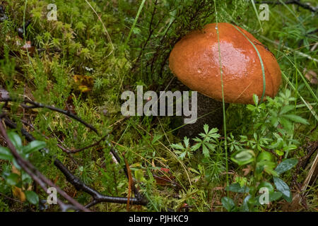 Orange birch bolete mushroom growing amongst grass in woods in the Scottish Highlands. Known also as leccinum versipelle. Stock Photo