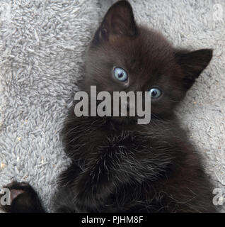 Portrait of 7 Weeks Old Black Kitten with Strands of White Fur Stock Photo