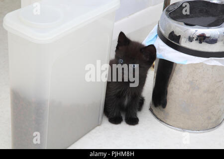 Black Kitten 7 Weeks Old sitting between Bin and box of Food Stock Photo