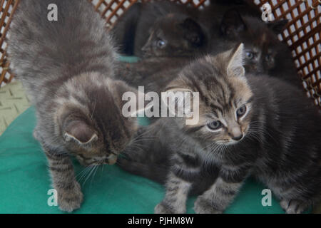 Group of Kittens Seven Weeks Old Stock Photo