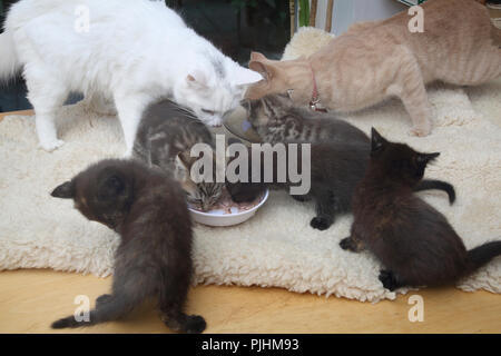 Mother Turkish Angora and Father Ginger Tom Cats with Seven Week Old Kittens Eating Tuna Stock Photo Alamy