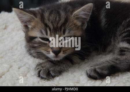 Tired Seven Week Old  Tabby Kitten Stock Photo