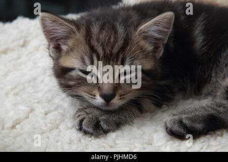 Tired Seven Week Old  Tabby Kitten Stock Photo