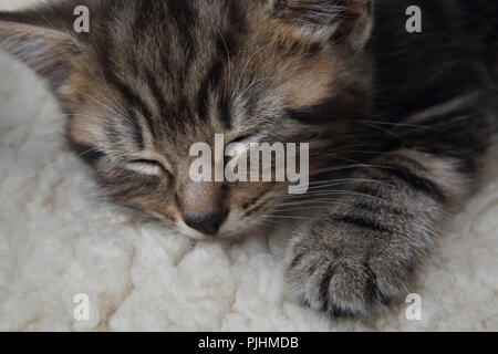 Seven Week Old  Male Tabby Kitten Sleeping Stock Photo
