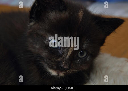 Portrait of Seven Week Old  Tortoiseshell Kitten Stock Photo