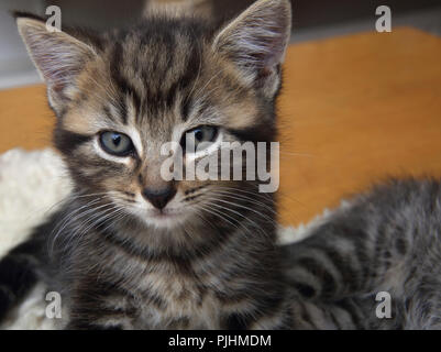 Portrait of Seven Week Old Tabby Kitten Stock Photo