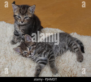 Seven Week Old  Male Tabby Kittens Stock Photo