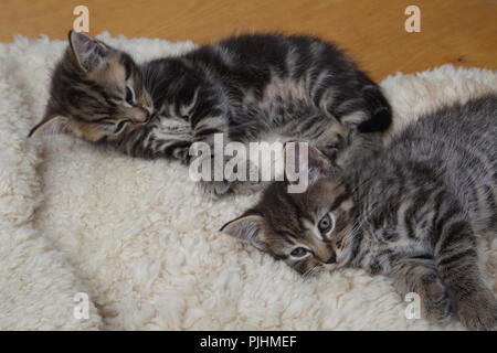 Seven Week Old  Male Tabby Kittens Stock Photo