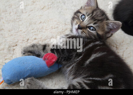 Seven Week Old Tabby Kitten Playing with Toy Mouse Stock Photo - Alamy