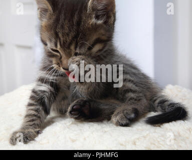Seven Week Old Tabby Kitten Washing Face Stock Photo