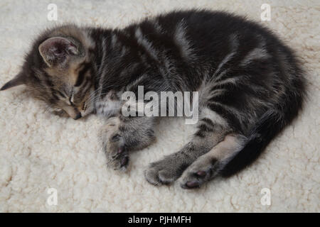 Seven Week Old  Male Tabby Kitten Sleeping Stock Photo