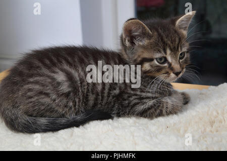 Seven Week Old Tabby Kitten Laying Down Stock Photo