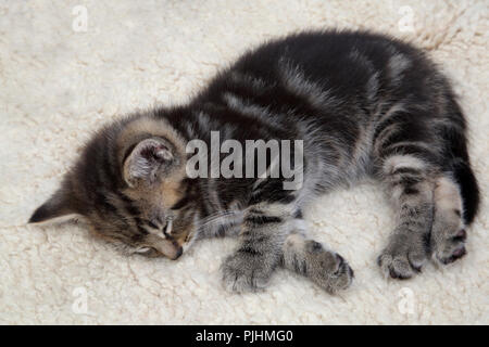 Seven Week Old  Male Tabby Kitten Sleeping Stock Photo