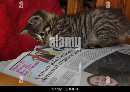 Seven Week Old Tabby Kitten Playing with Newspaper Stock Photo