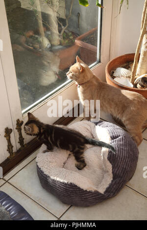 Ginger Tom Cat and Tabby Kitten (Father and Son) waiting at Door to go outside Stock Photo
