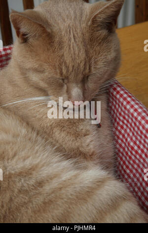 Ginger Tom Cat Sleeping in Basket Stock Photo