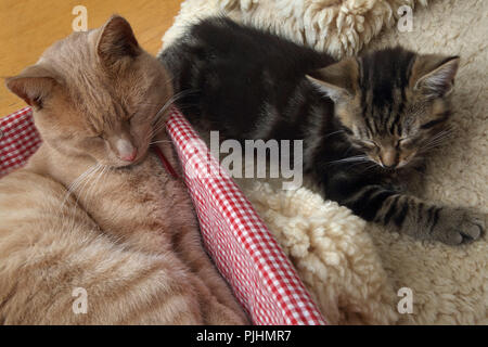 Ginger Tom Cat and Tabby Kitten Sleeping Side by Side (Father and Son) Stock Photo