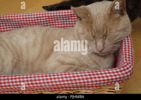 Ginger Tom Cat Sleeping in Basket Stock Photo