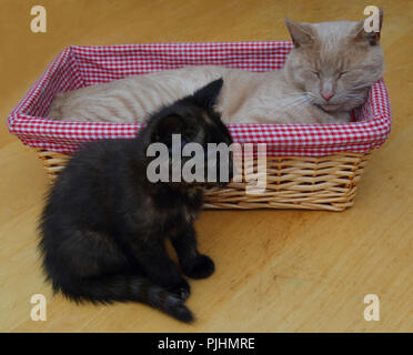 Ginger Tom Cat Sleeping in Basket with Tortoiseshell Kitten Sitting by the side (Father and Daughter) Stock Photo