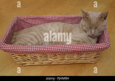 Ginger Tom Cat Sleeping in Basket Stock Photo