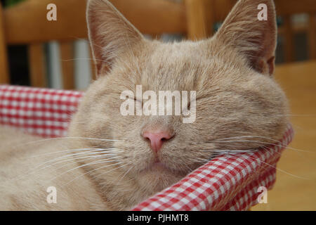 Ginger Tom Cat Sleeping in Basket Stock Photo