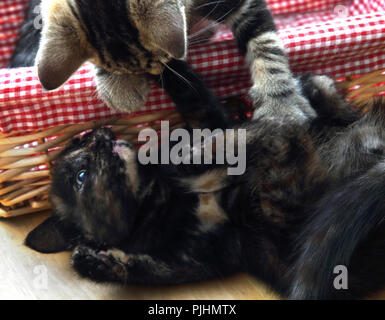 Ten Week Old Kittens Play Fighting in Basket Stock Photo