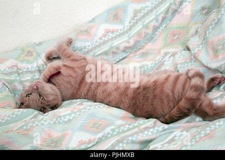 Ginger Tom Cat Laying on Duvet on Bed Stock Photo