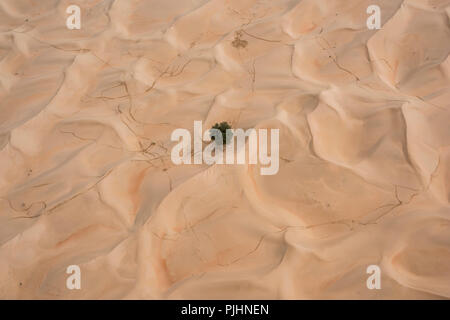 Two Arabian oryx lying on the sand beside a tree alone in The desert  surrounding by many tracks done by the wild animals, Middle East Stock Photo