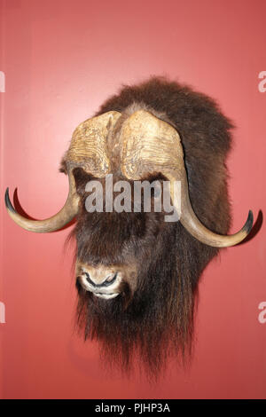 Mounted head of a Muskox Ovibos moschatus Stock Photo