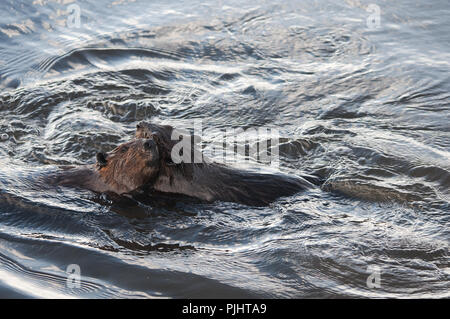 Beaver animals in couple in the water grooming each other while exposing their bodies, head, ears, nose, eyes, paws, claws enjoying its surrounding. Stock Photo