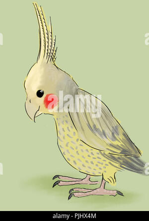 Cockatiel bird. Animal art, cute cartoon style, vector hand drawn Stock