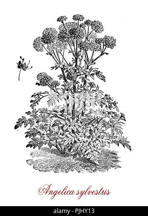 Vintage engraving of Angelica sylvestris, decorative  flowering plant with rounded umbels of small pale flowers, used in Austrian traditional medicine. Stock Photo