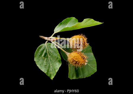 Ripening beech masts of the beech tree, Fagus sylvatica, photographed on a black background. North Dorset England UK GB Stock Photo