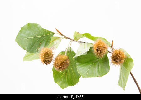 Ripening beech masts of the beech tree, Fagus sylvatica, photographed on a white background. North Dorset England UK GB Stock Photo