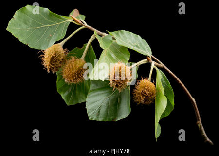 Ripening beech masts of the beech tree, Fagus sylvatica, photographed on a black background. North Dorset England UK GB Stock Photo