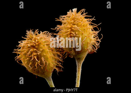 Ripening beech masts of the beech tree, Fagus sylvatica, photographed on a black background. North Dorset England UK GB Stock Photo