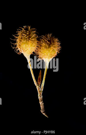 Ripening beech masts of the beech tree, Fagus sylvatica, photographed on a black background. North Dorset England UK GB Stock Photo