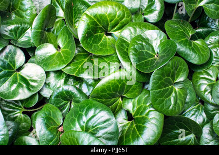 Shiny leaves of Asarum european Stock Photo