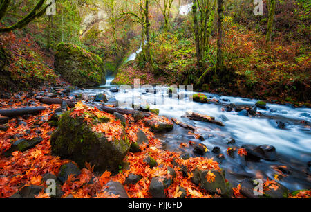 Autumn leaves litter the banks of Bridal Veil Creek in the Columbia River Gorge Stock Photo