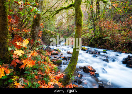 Autumn leaves litter the banks of Bridal Veil Creek in the Columbia River Gorge Stock Photo