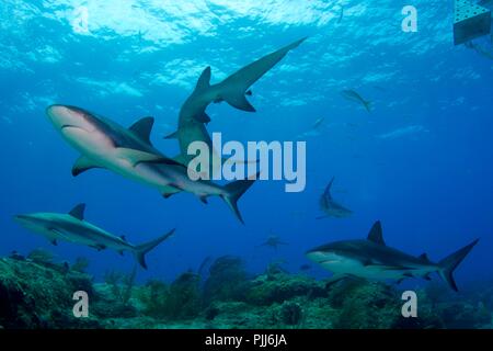 A group of sharks, mostly Grey Reef Sharks, and Lemon Sharks, swimming in Tiger Beach, Freeport, Bahamas. Stock Photo