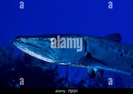 Extreme closeup, Giant Barracuda, Bahamas Stock Photo